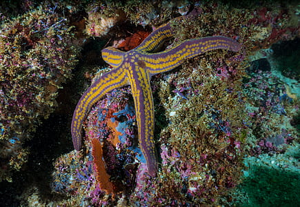 purple and yellow starfish under the sea thumbnail
