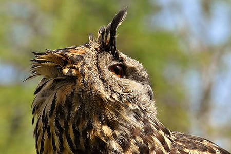 selective focus photography of owl thumbnail