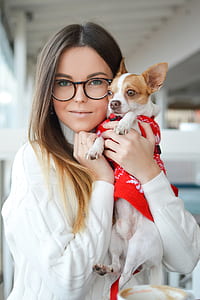 selective focus photography of smooth white and tan Chihuahua thumbnail