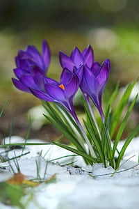 closeup photo of purple petaled flower thumbnail