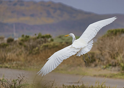 white bird flying over green leafed plants thumbnail