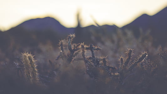 shallow focus photography of cactus thumbnail