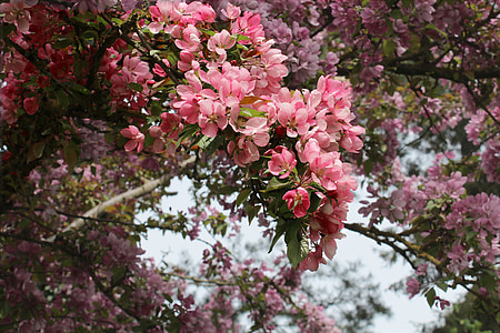 pink cherry blossoms thumbnail