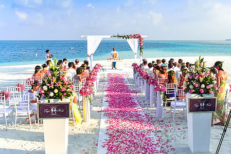 pink petaled flowers between group of people sitting down near body of water thumbnail