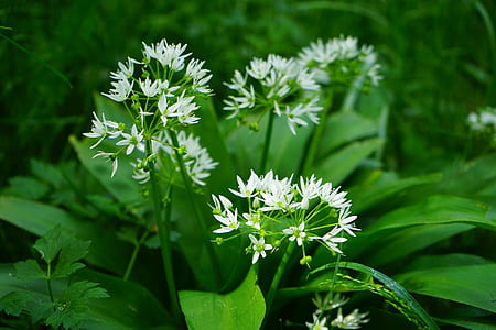 selective-focus photography of white petaled flowers thumbnail