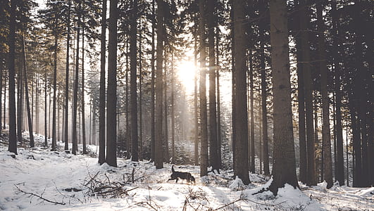 wolf at the forest during day and winter thumbnail