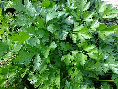 green plant thumbnail