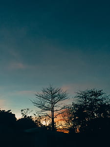 Silhouette of Lone Tree thumbnail