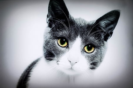shallow focus photography of white and gray cat thumbnail