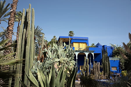 cactus plant beside blue concrete house during daytime thumbnail