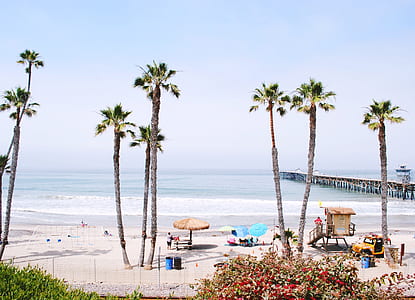 high angle photo of palm trees in front of ocean thumbnail