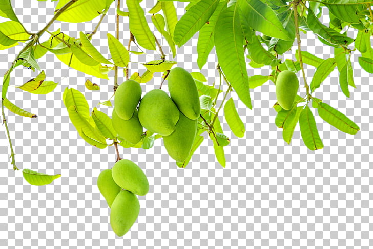 Easy Vegetables Drawing Fruit Celery Png Clipart Free Cliparts