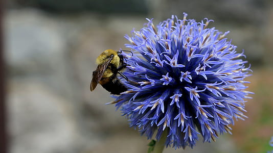 petals, blur, flower, bee thumbnail