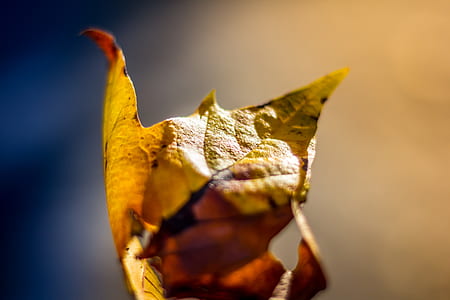 yellow, leaf, autumn, fall thumbnail