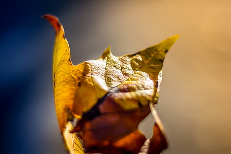 green and brown leaf thumbnail