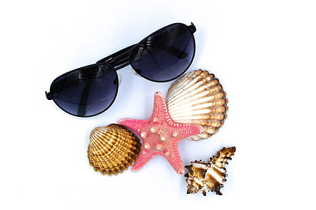 black Aviator sunglasses and three sea shells thumbnail