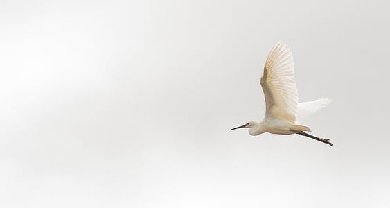 white flying bird under white sky thumbnail