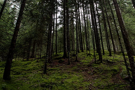 landscape, nature, trunks, forest thumbnail