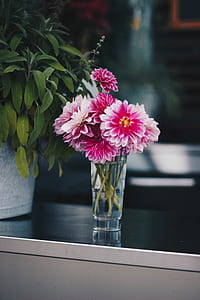 Pink Petaled Flowers thumbnail