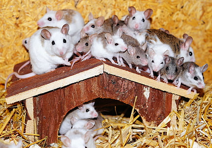 mice on top of cage and inside the cage thumbnail
