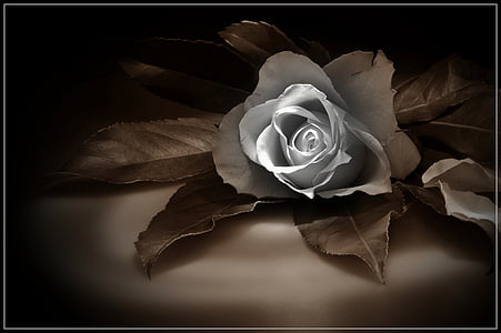 white rose digital art thumbnail