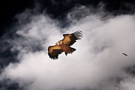 brown and black eagle thumbnail