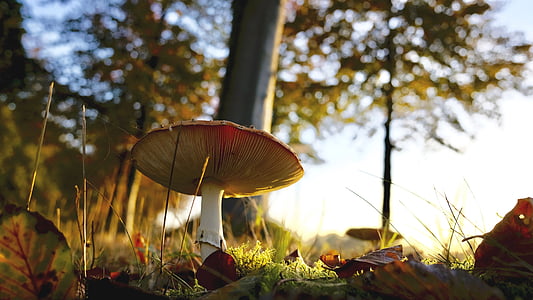 worm's-eye photography of yellow and red mushrooms thumbnail