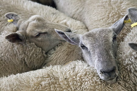 three white sheep thumbnail