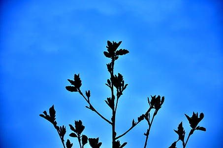 black flower painting thumbnail