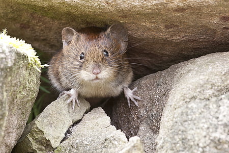 brown rodent on grey concrete rock at daytime thumbnail