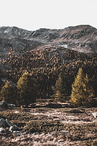 landscape photography of pine trees in mountain thumbnail