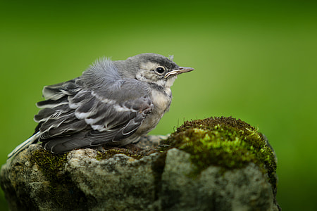 shallow focus photography of gray bird on stone thumbnail