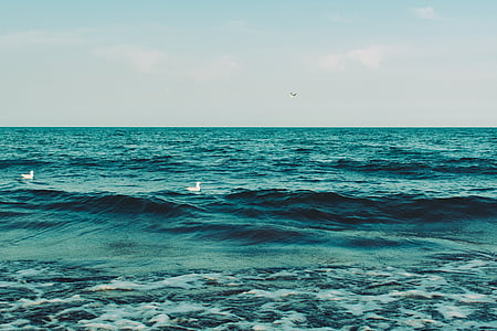 landscape photography of white birds on ocean water during daytime thumbnail