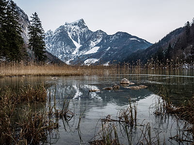 brown plants on bodies of water near snow cap mountain at daytime thumbnail