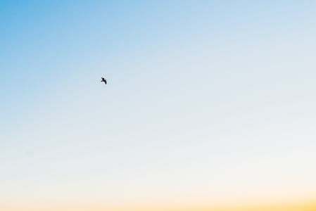 low angle photography of flying bird under blue sky thumbnail