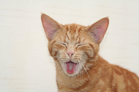 yawning orange tabby cat thumbnail