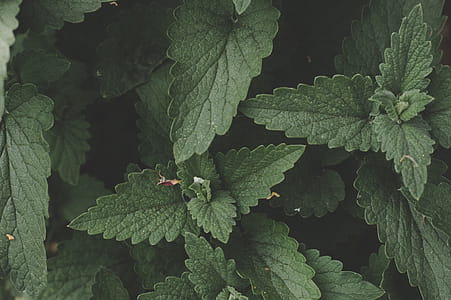 Green Plant thumbnail