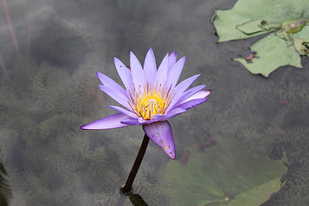 close-up photo of purple flower on water thumbnail