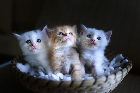 three gray and white kitten on basket photo thumbnail