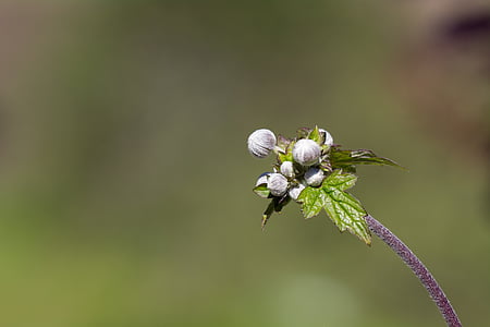 selective focus photography green leafed plant thumbnail