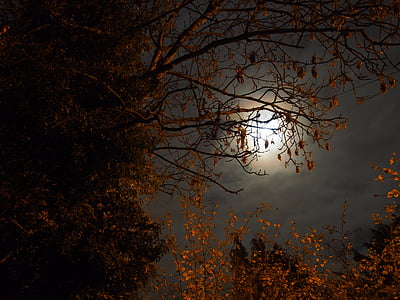view of full moon thumbnail