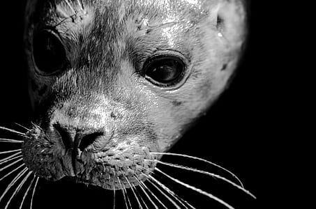 grayscale photo of rodent thumbnail