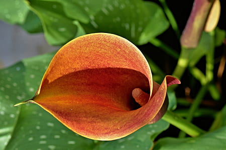 brown flower with green leaves thumbnail
