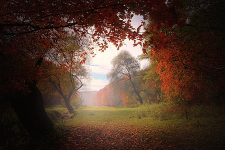 autumn trees wallpaper thumbnail