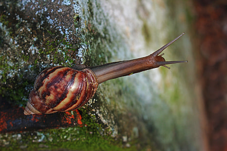 selective focus photography of snail thumbnail