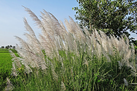 Kans Grass, Saccharum Spontaneum thumbnail