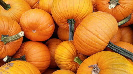 orange pumpkin lot thumbnail