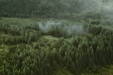 green trees thumbnail