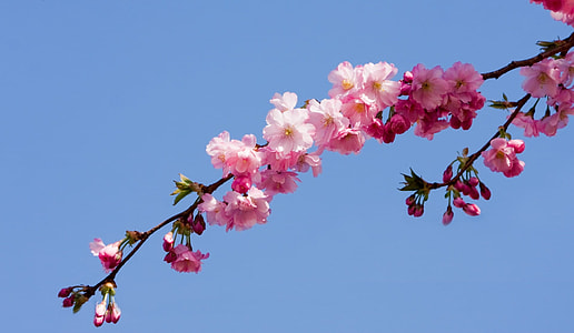 cherry blossom tree under blue skies thumbnail