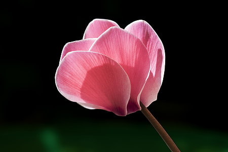 selective focus photography of pink cyclamen thumbnail